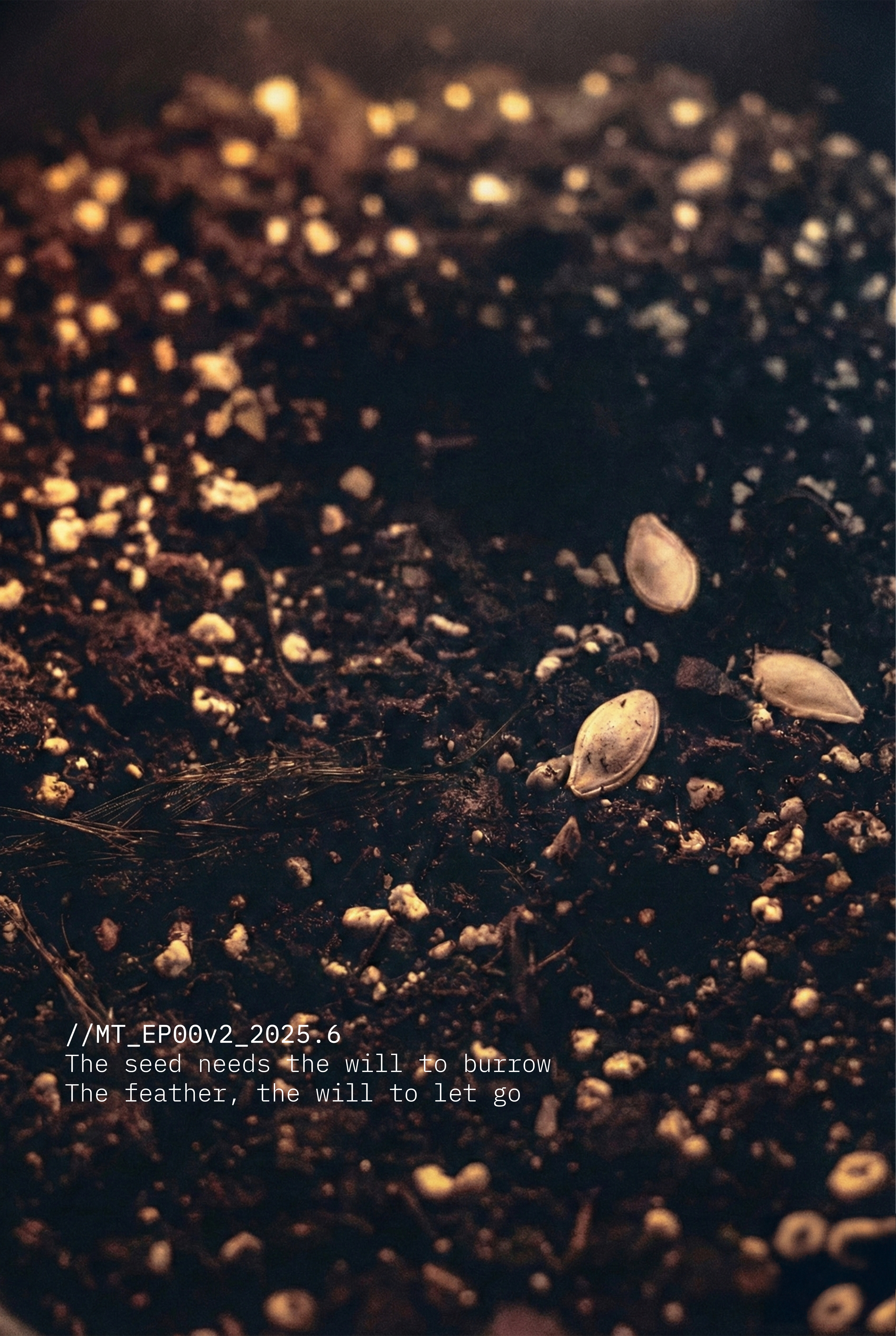 Seeds in soil